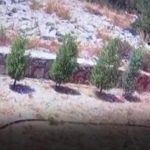 kaybolan alzaymır hastası, kayıp olan alzaymır hastası