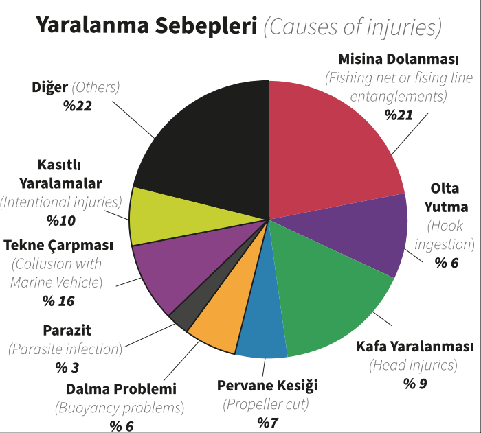 datça sahil deniz kaplumbağası datça caretta caretta Datça Belediyesi Datça Belediyesi caretta caretta deniz kaplumbağası