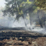 Gaziantep orman yangını Dülükbaba yangın Dülük Baba Gaziantep yangın Gaziantep son dakika yangın