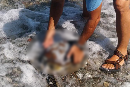 datça sahil deniz kaplumbağası datça caretta caretta Datça Belediyesi Datça Belediyesi caretta caretta deniz kaplumbağası