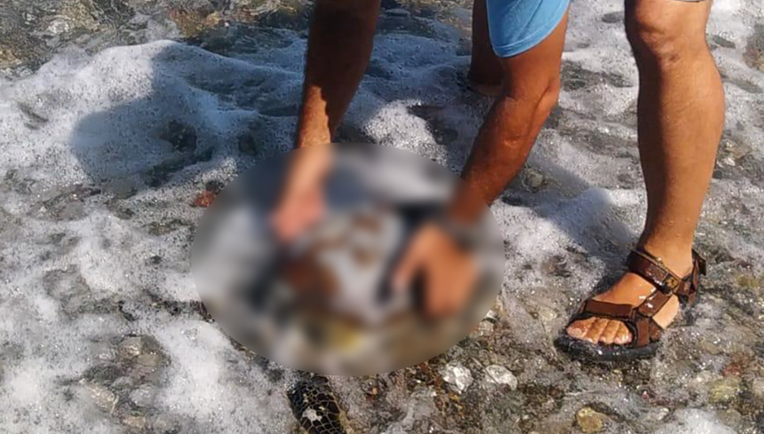 datça sahil deniz kaplumbağası datça caretta caretta Datça Belediyesi Datça Belediyesi caretta caretta deniz kaplumbağası
