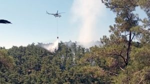 Menteşe’de çıkan orman yangını, orman yangını