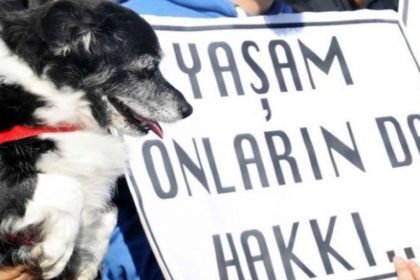 ankara altındağ ankara altındağ belediyesi altındağ köpek altindag belediyesi ankara altındağ köpek