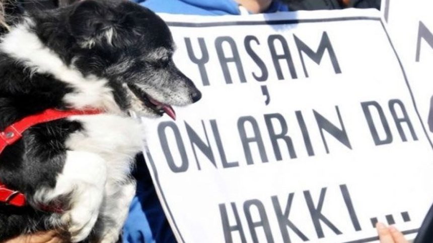 ankara altındağ ankara altındağ belediyesi altındağ köpek altindag belediyesi ankara altındağ köpek