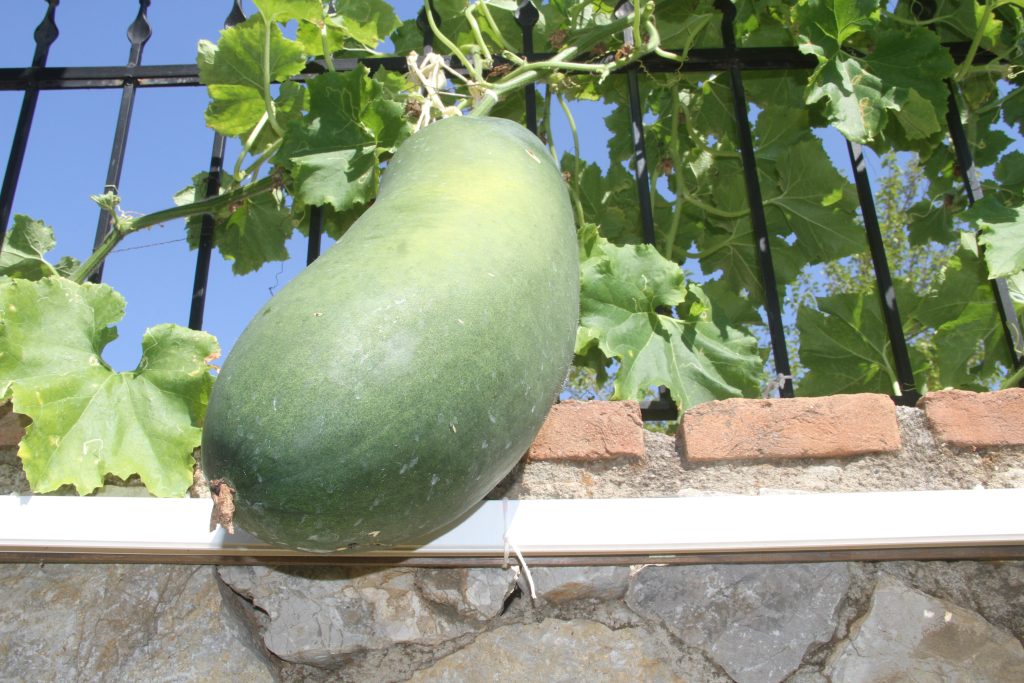 Çin salatalığı  Çin salatalığı fethiye fethiye huzurevi fethiye salatalık