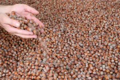 fındık fiyatı 2024 fındık fiyatı açıklandı mı tmo fındık fiyatı fındık taban fiyatı açıklandı mı Erdoğan fındık fiyatı