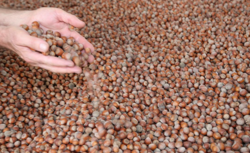 fındık fiyatı 2024 fındık fiyatı açıklandı mı tmo fındık fiyatı fındık taban fiyatı açıklandı mı Erdoğan fındık fiyatı