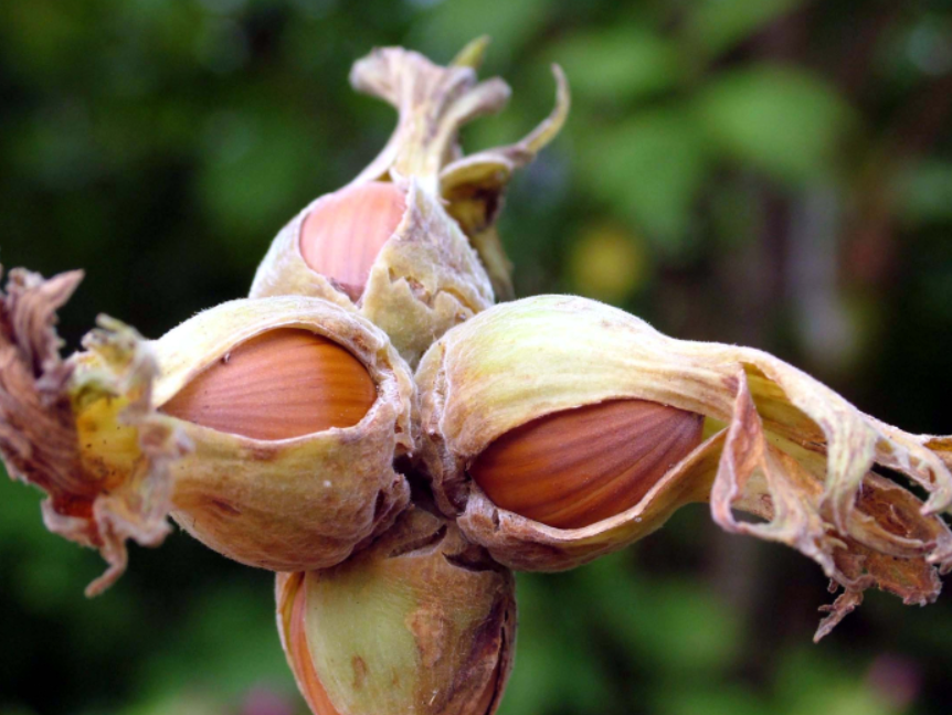 fındık fiyatı 2024fındık fiyatı açıklandı mıtmo fındık fiyatıfındık taban fiyatı açıklandı mıErdoğan fındık fiyatı