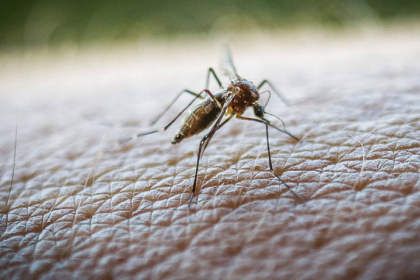 oropouche virüsü nedir oropouche virüsü ,maymun çiçeği virüsü, oropouche virüsü öldürüyor mu oropouche virüsü korunma