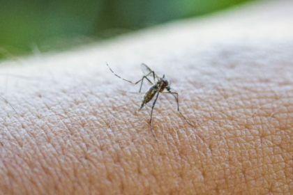 Batı Nil virüsü nedir sivrisineklerle Batı Nil virüsü belirtileri, Batı Nil virüsü nasıl bulaşır, Batı Nil virüsü İstanbul, Batı Nil virüsü tedavisi