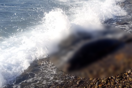 akdeniz foku sahile vurdu bodrum da sahile akdeniz foku akdeniz foku hayatını kaybetti Bodrum Akdeniz Foku