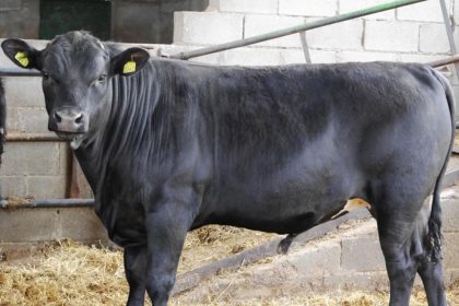 fethiye angus, fethiye angus kaçtı, fethiye dana kaçtı fethiye dana ödül fethiye dana kaçtı