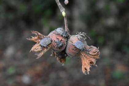 Samuray arısı, kahverengi kokarca, samuray arısı nedir, kahverengi kokarca böceği, kahverengi kokarca böceği zararları