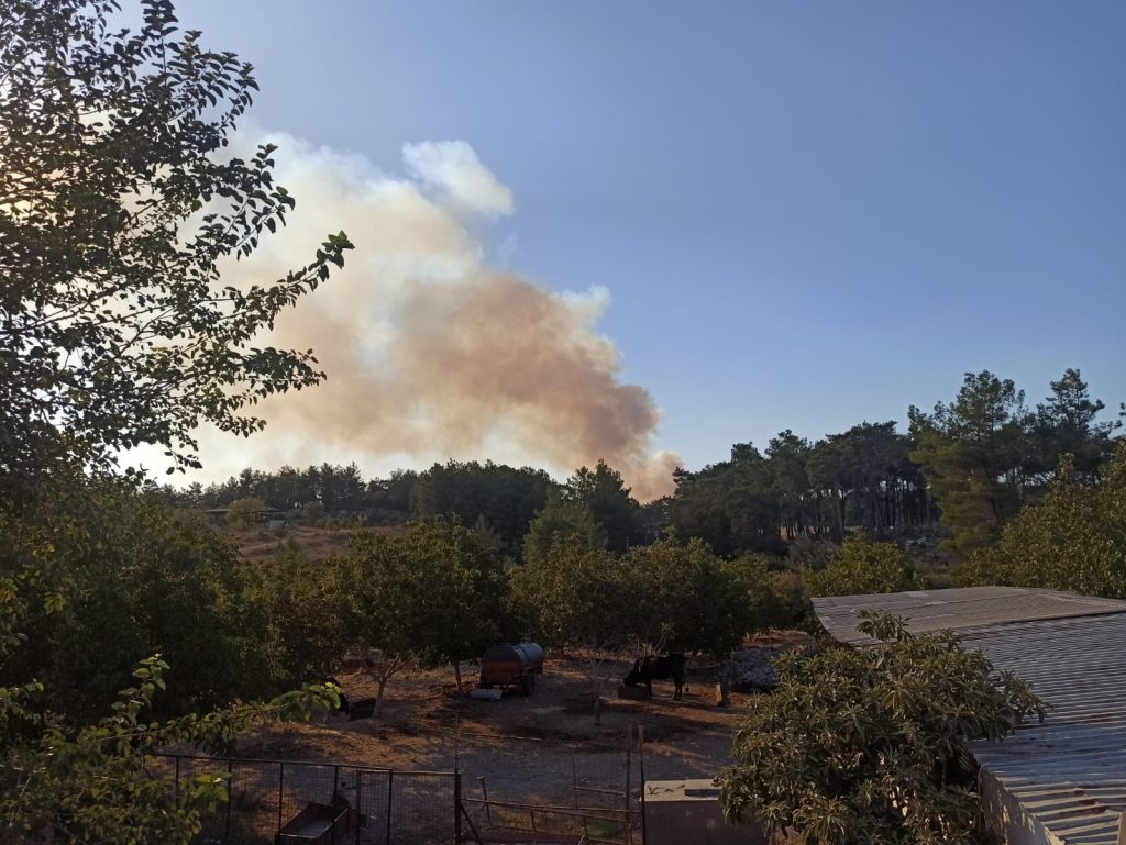 milas yangın milas orman yangını milasta yangın milas son dakika yangın milas son dakika 