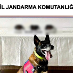 bodrum uyuşturucu operasyonu