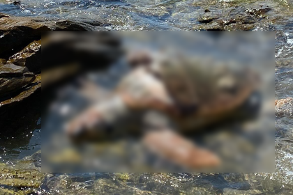 ölü deniz kaplumbağası milas milas denizi