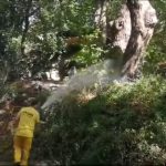 Köyceğiz Köyceğiz turunçgil zararlısı Köyceğiz ilaçlama