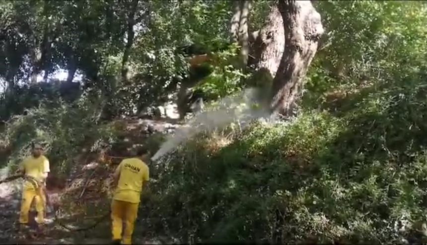 Köyceğiz Köyceğiz turunçgil zararlısı Köyceğiz ilaçlama