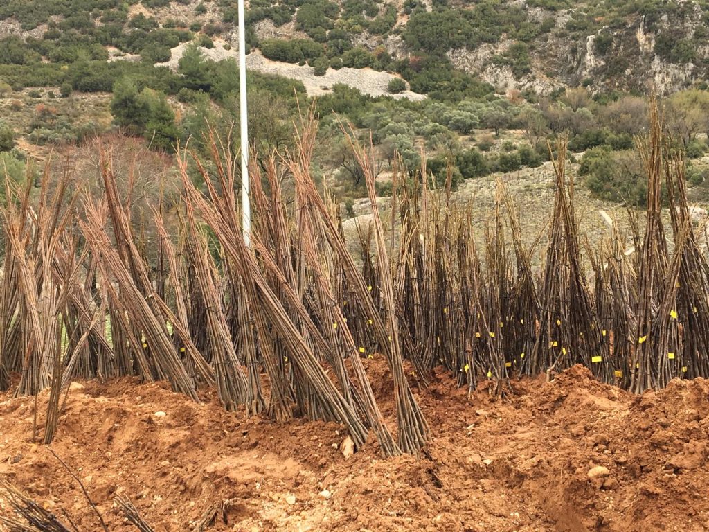 Muğla Büyükşehir Belediyesi muğla orman yangını Her Kapıda Bir Fidan projesi büyükşehir belediyesi desteği