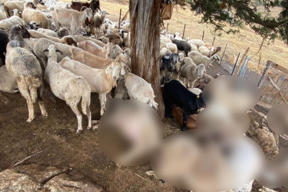 seydikemer seydikemer küçükbaş hayvan seydikemer 30 küçük baş hayvan