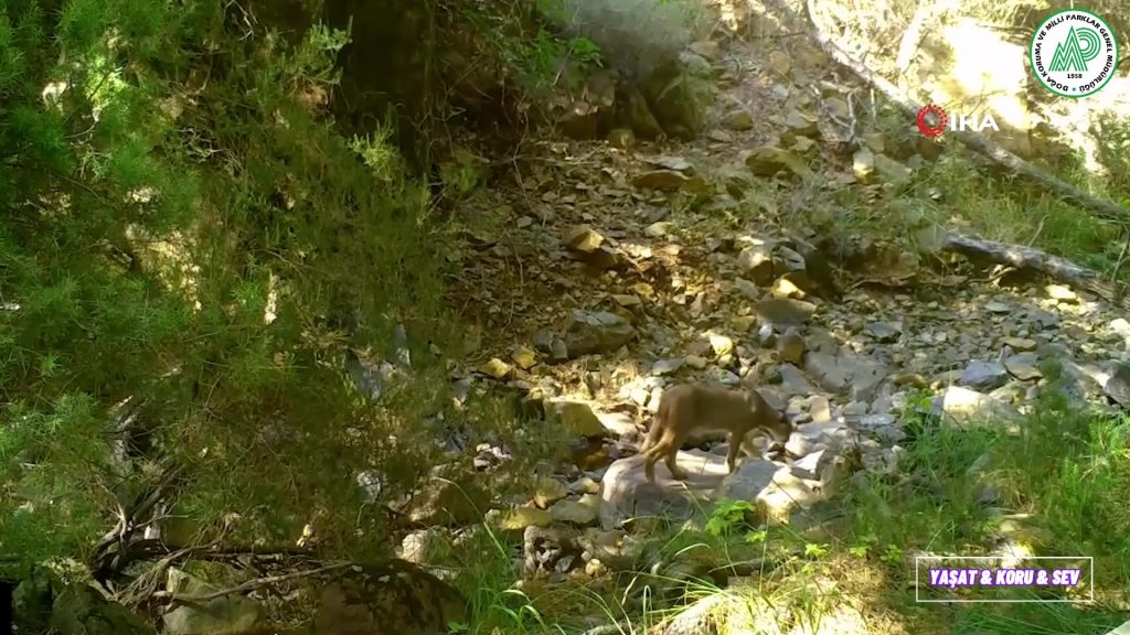 muğla yaban hayatı muğla fotokapan muğla fotokapan görüntüleri muğla karakulak muğla yaban keçisi
