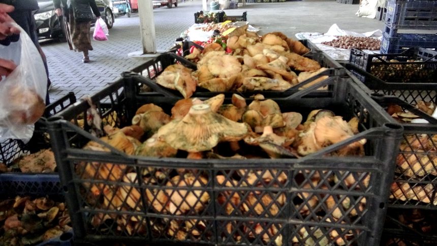 muğla çıntar fiyatı