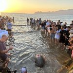 deniz kaplumbağaları iztuzu deniz kaplumbağası Ortaca iztuzu