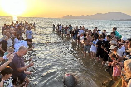 deniz kaplumbağaları iztuzu deniz kaplumbağası Ortaca iztuzu