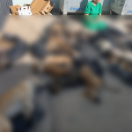 gebze belediyesi, gebze belediye başkanı, gebze hayvan barınağı, gebze sokak hayvanları, nimet özdemir, gebze hayvan katliamı