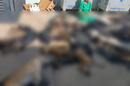 gebze belediyesi, gebze belediye başkanı, gebze hayvan barınağı, gebze sokak hayvanları, nimet özdemir, gebze hayvan katliamı