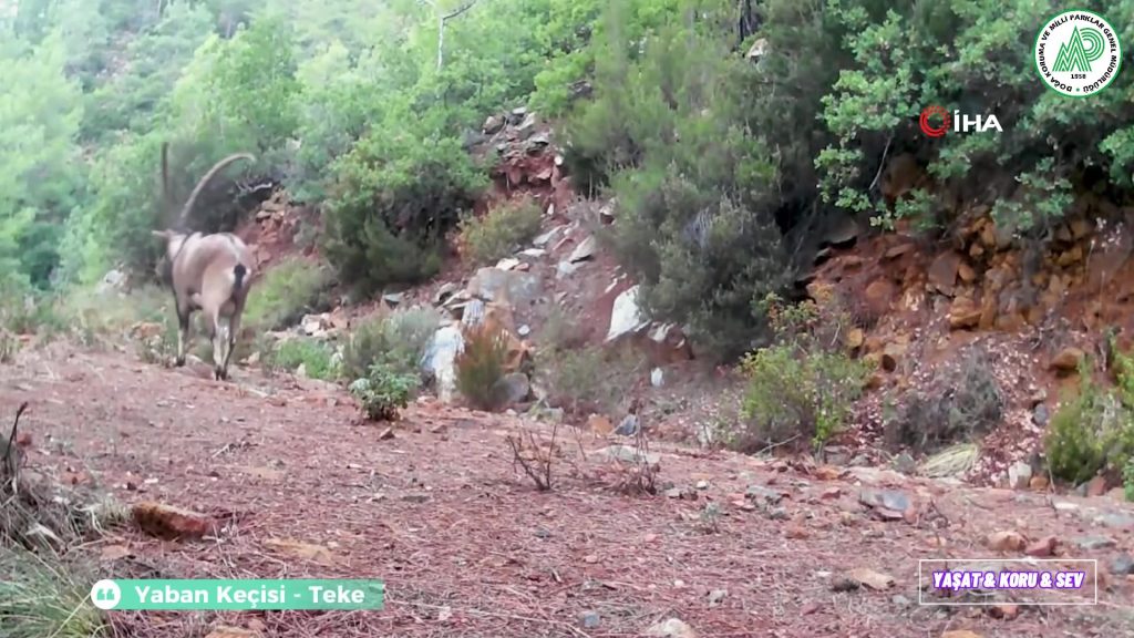 muğla yaban hayatı muğla fotokapan muğla fotokapan görüntüleri muğla karakulak muğla yaban keçisi