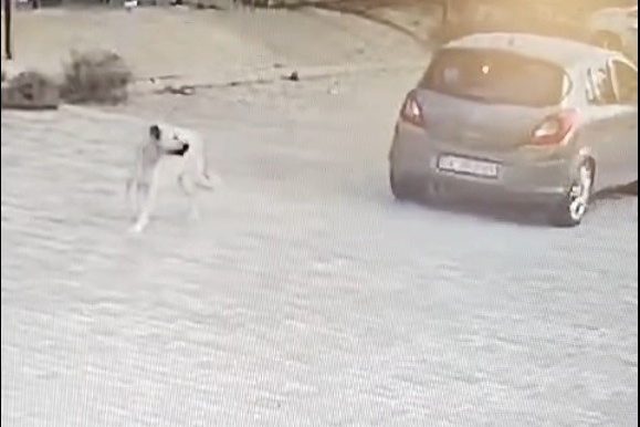 bodrum yaralı köpek bodrum köpeğe çarptı Bodrum Belediyesi Veteriner İşleri Müdürlüğü