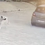 bodrum köpek bodrum köpeği ezen araba bodrum sokak köpeği bodrum köpeğe çarpan bodrum sokak hayvanı
