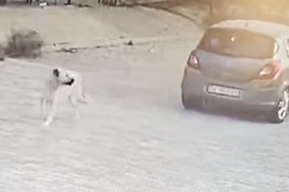 bodrum köpek bodrum köpeği ezen araba bodrum sokak köpeği bodrum köpeğe çarpan bodrum sokak hayvanı