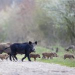 Fethiye sürek avı fethiye yaban domuzu yaban domuzu sürek avı Muğla Barosu Doğal Yaşamı Koruma ve Hayvan Hakları Komisyonu