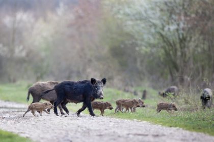 Fethiye sürek avı fethiye yaban domuzu yaban domuzu sürek avı Muğla Barosu Doğal Yaşamı Koruma ve Hayvan Hakları Komisyonu