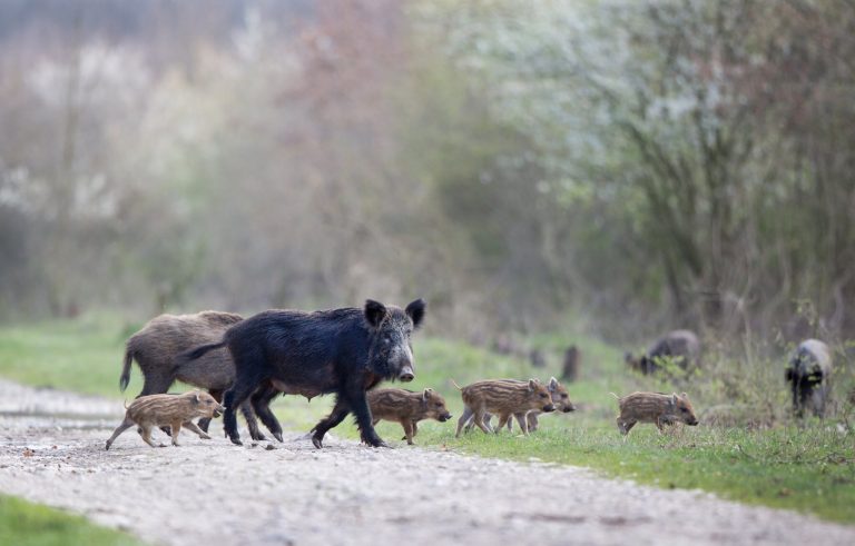 Fethiye sürek avı fethiye yaban domuzu yaban domuzu sürek avı Muğla Barosu Doğal Yaşamı Koruma ve Hayvan Hakları Komisyonu
