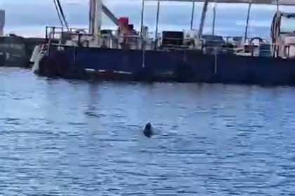 bodrum akdeniz foku, akdeniz foku, muğla akdeniz foku, Bodrum gümbet akdeniz foku, bodrum fok