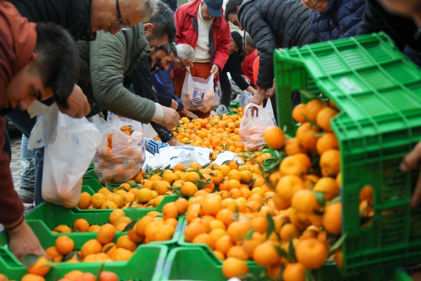 bodrumda mandalina dağıtımı, bodrum belediye meydanında mandalina, bodrumda ücretsiz mandalina, bodrum mandalini dağıtımı, ücretsiz bodrum mandalini