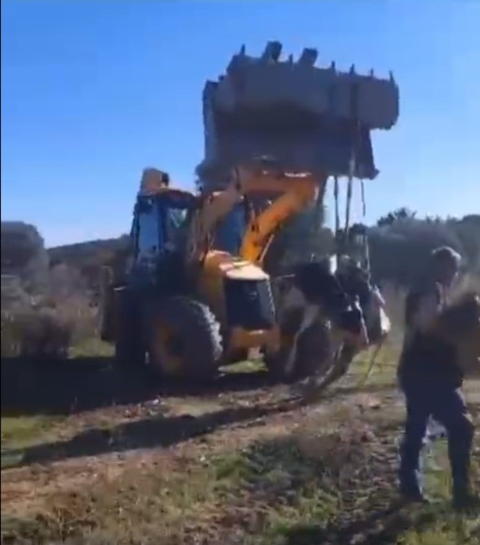 datça inek datça mahsur kalan inek