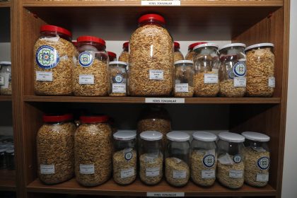 muğla yerel tohum merkezi, muğla ata tohum, muğla tohum dağıtımı, muğla büyükşehir belediyesi tohum, muğla tohum