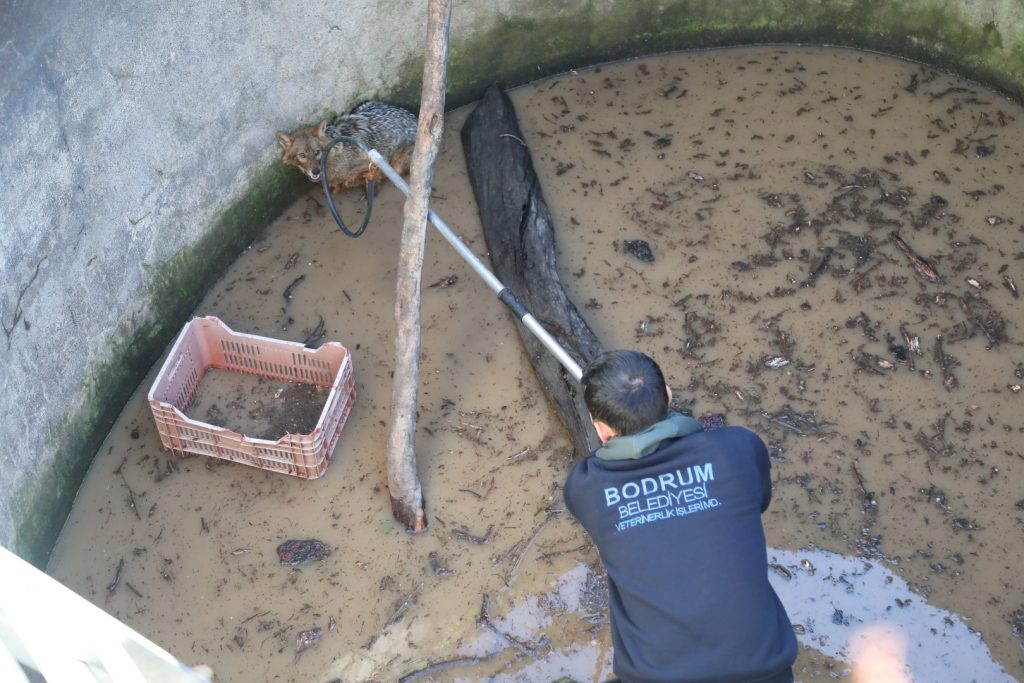 bodrumda sarnıca düşen tilki, bodrumda tilki, bodrumda tilki kurtarıldı, dağbelen mahallesinde tilki, bodrumda sarnıca düşen tilki