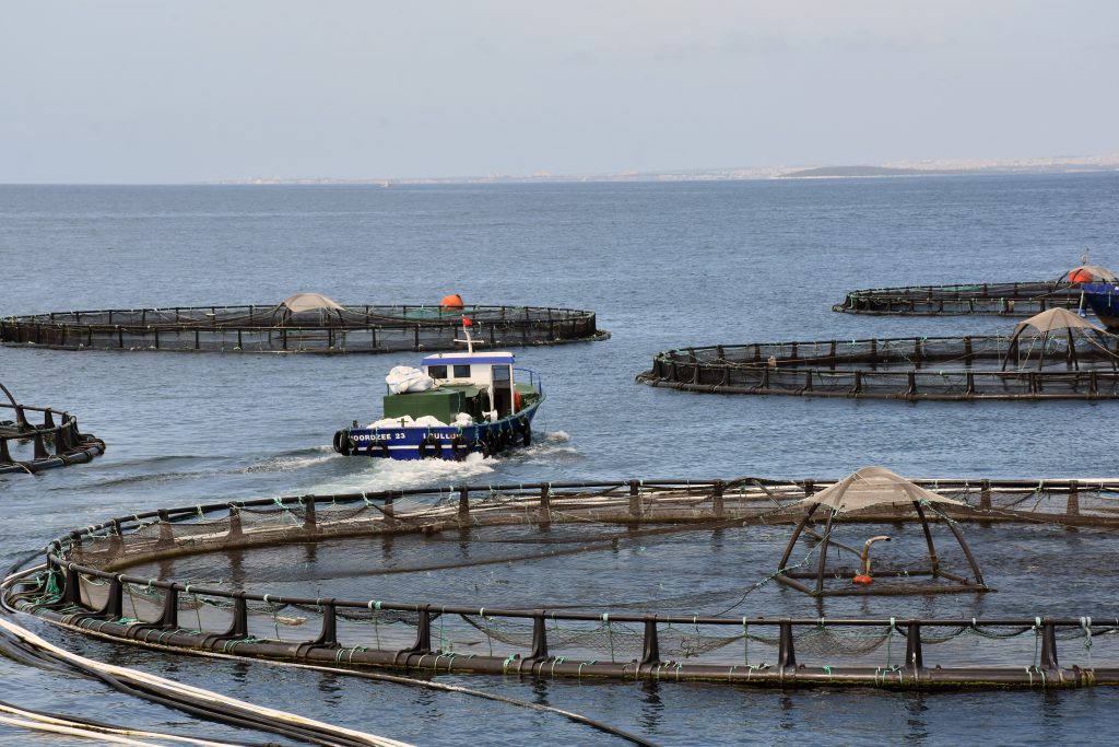 muğla su ürünleri, muğla 2024 su ürünleri, muğla su ürünleri ihracatı, su ürünleri ihracatı muğla, su ürünleri muğla