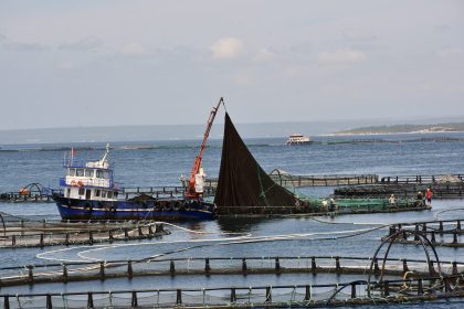 muğla su ürünleri, muğla 2024 su ürünleri, muğla su ürünleri ihracatı, su ürünleri ihracatı muğla, su ürünleri muğla