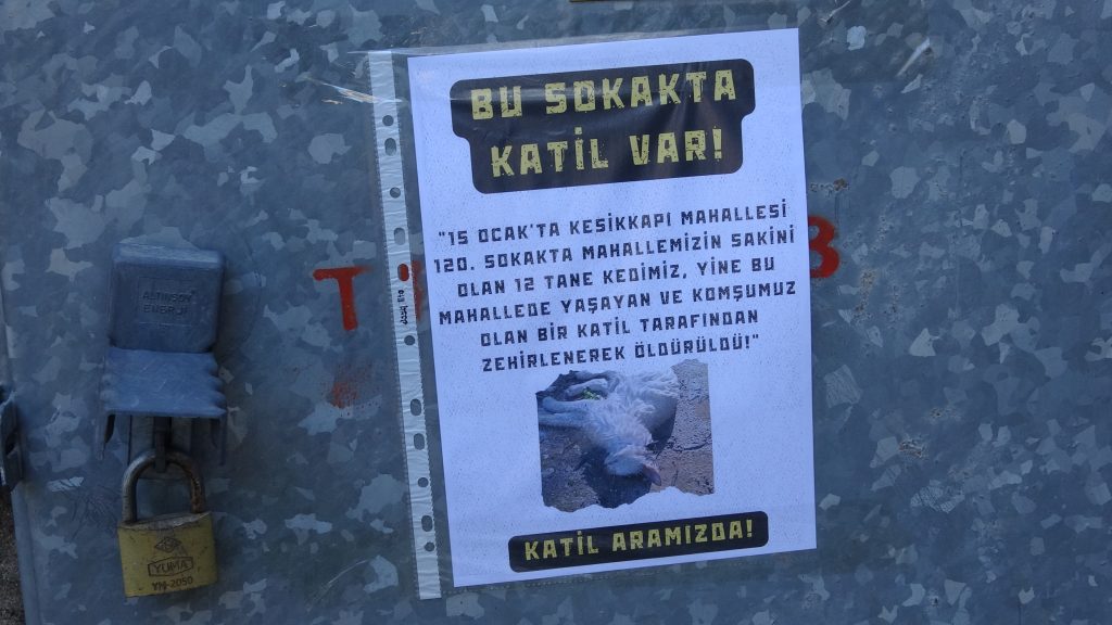 fethiye sokak kedisi fethiye sokak kedisi zehirlendi fethiye sokak hayvanları kesikkapı kedi zehirlendi
