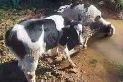 datça inek datça mahsur kalan inek