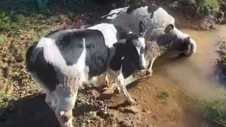 datça inek datça mahsur kalan inek