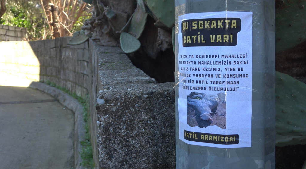 fethiye sokak kedisi fethiye sokak kedisi zehirlendi fethiye sokak hayvanları kesikkapı kedi zehirlendi