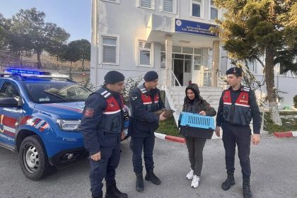 datça yaralı şahin, datçada yaralı şahin, yarali şahin datça, datça şahin, datça jandarma yaralı şahin