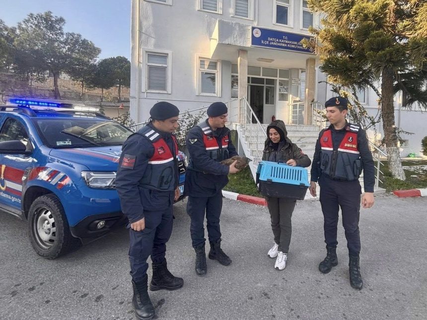 datça yaralı şahin, datçada yaralı şahin, yarali şahin datça, datça şahin, datça jandarma yaralı şahin